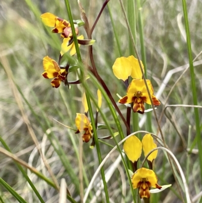 Diuris semilunulata (Late Leopard Orchid) at Kambah, ACT - 2 Nov 2022 by Cathy_Katie