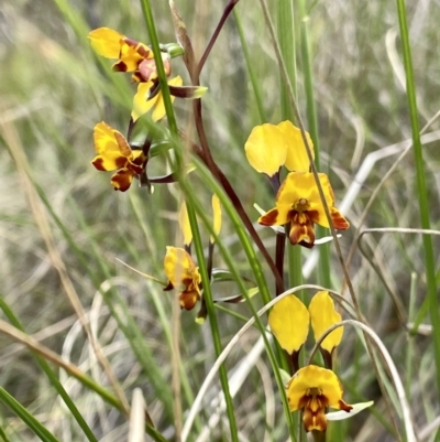 Diuris semilunulata (Late Leopard Orchid) at Kambah, ACT - 2 Nov 2022 by CathyKatie