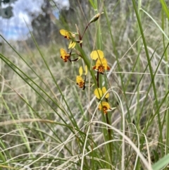 Diuris semilunulata at Kambah, ACT - suppressed