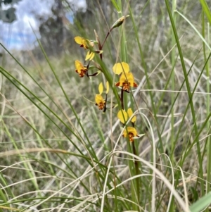 Diuris semilunulata at Kambah, ACT - suppressed