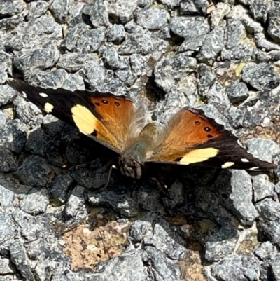 Vanessa itea (Yellow Admiral) at Kambah, ACT - 2 Nov 2022 by CathyKatie