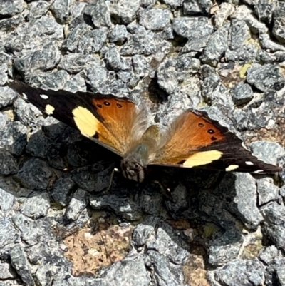 Vanessa itea (Yellow Admiral) at Kambah, ACT - 2 Nov 2022 by Cathy_Katie