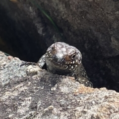 Egernia cunninghami (Cunningham's Skink) at Pearce, ACT - 2 Nov 2022 by CathyKatie