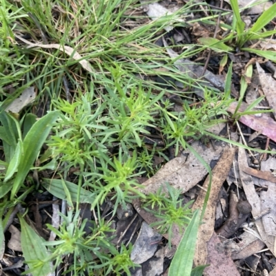 Haloragis heterophylla (Variable Raspwort) at Higgins, ACT - 2 Nov 2022 by MattM