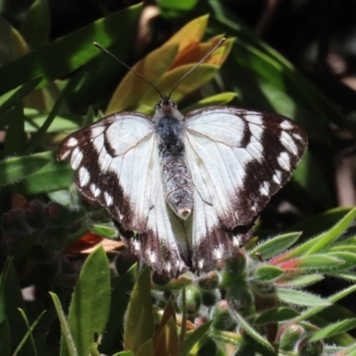 Belenois java (Caper White) at Theodore, ACT - 2 Nov 2022 by owenh