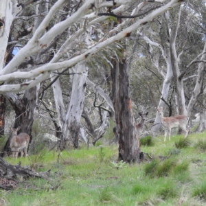 Dama dama at Jindabyne, NSW - 31 Oct 2022