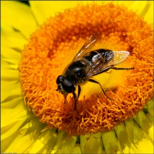 Eristalis tenax at Holt, ACT - suppressed