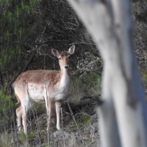 Dama dama at Jindabyne, NSW - 2 Nov 2022