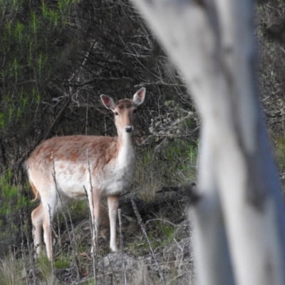 Dama dama (Fallow Deer) at Jindabyne, NSW - 1 Nov 2022 by HelenCross