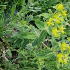 Euphorbia oblongata (Egg-leaf Spurge) at Bungendore, NSW - 2 Nov 2022 by clarehoneydove