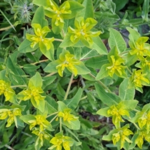 Euphorbia oblongata at Bungendore, NSW - 2 Nov 2022 07:05 PM