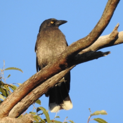 Strepera graculina (Pied Currawong) at Jindabyne, NSW - 1 Nov 2022 by HelenCross