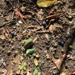 Elaeocarpus sp. (A Blueberry Ash) at Brisbane City, QLD - 1 Nov 2022 by Topknot