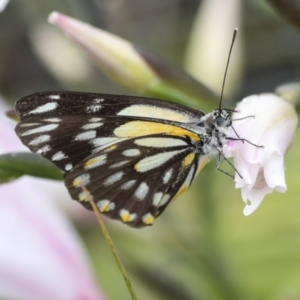 Belenois java at Higgins, ACT - 1 Nov 2022 01:19 PM