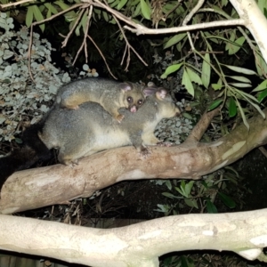 Trichosurus vulpecula at Kambah, ACT - 2 Nov 2022