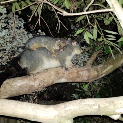 Trichosurus vulpecula (Common Brushtail Possum) at Kambah, ACT - 2 Nov 2022 by MatthewFrawley