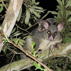 Trichosurus vulpecula at Kambah, ACT - 2 Nov 2022 08:13 PM