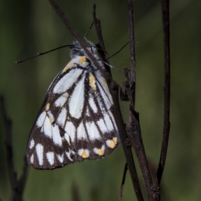 Belenois java (Caper White) at Bruce, ACT - 2 Nov 2022 by AlisonMilton