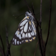 Belenois java at Bruce, ACT - 2 Nov 2022 09:15 AM