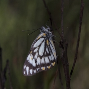 Belenois java at Bruce, ACT - 2 Nov 2022 09:15 AM