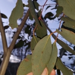 Eucalyptus dives at Bungendore, NSW - 2 Nov 2022