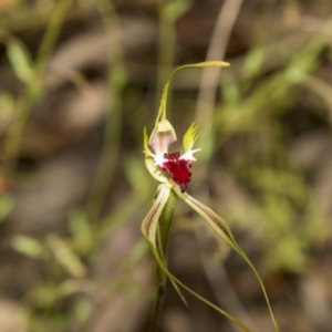 Caladenia atrovespa at Bruce, ACT - 2 Nov 2022