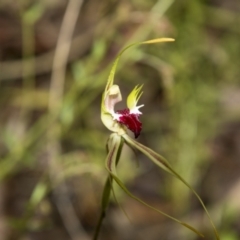 Caladenia atrovespa at Bruce, ACT - 2 Nov 2022