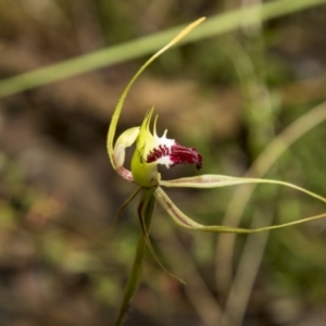 Caladenia atrovespa at Bruce, ACT - 2 Nov 2022