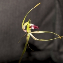 Caladenia atrovespa at Bruce, ACT - 2 Nov 2022