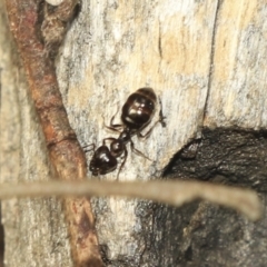 Myrmecorhynchus emeryi (Possum Ant) at Bruce Ridge to Gossan Hill - 1 Nov 2022 by AlisonMilton