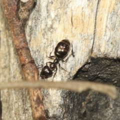 Myrmecorhynchus emeryi (Possum Ant) at Bruce, ACT - 2 Nov 2022 by AlisonMilton