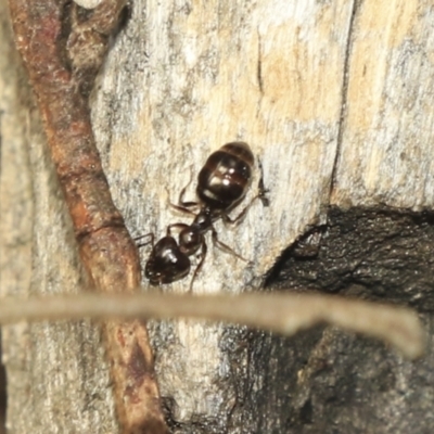 Myrmecorhynchus emeryi (Possum Ant) at Bruce, ACT - 1 Nov 2022 by AlisonMilton