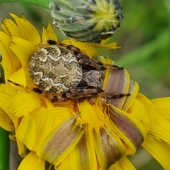 Araneus hamiltoni (Hamilton's Orb Weaver) at Isaacs, ACT - 2 Nov 2022 by Mike