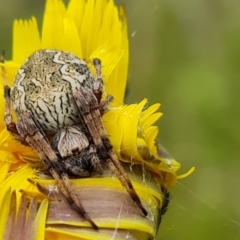 Araneus hamiltoni at Isaacs, ACT - 2 Nov 2022 02:48 PM