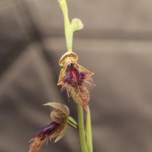 Calochilus platychilus at Bruce, ACT - suppressed