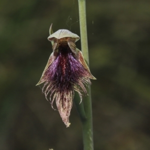 Calochilus platychilus at Bruce, ACT - 2 Nov 2022