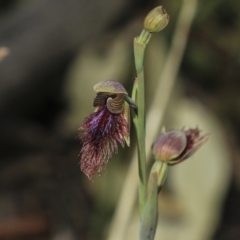 Calochilus platychilus at Bruce, ACT - suppressed