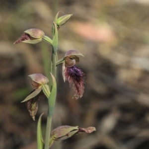 Calochilus platychilus at Bruce, ACT - 2 Nov 2022