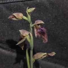 Calochilus platychilus at Bruce, ACT - suppressed