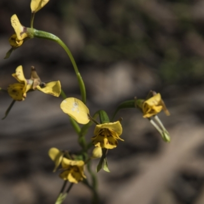 Diuris nigromontana (Black Mountain Leopard Orchid) at Bruce, ACT - 2 Nov 2022 by AlisonMilton