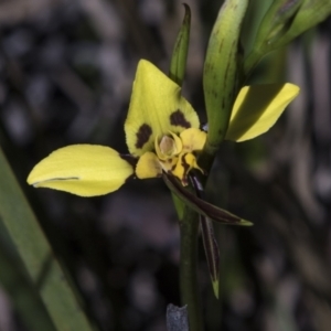 Diuris sulphurea at Bruce, ACT - 2 Nov 2022