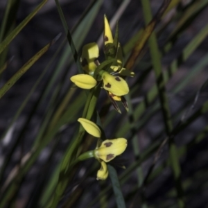 Diuris sulphurea at Bruce, ACT - 2 Nov 2022