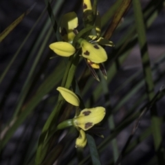 Diuris sulphurea at Bruce, ACT - 2 Nov 2022