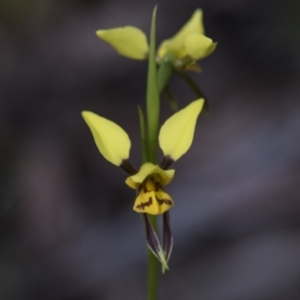 Diuris sulphurea at Bruce, ACT - 2 Nov 2022