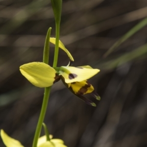 Diuris sulphurea at Bruce, ACT - 2 Nov 2022