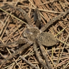 Neosparassus calligaster (Beautiful Badge Huntsman) at ANBG - 14 Oct 2022 by AlisonMilton