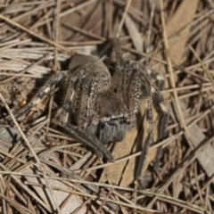 Neosparassus calligaster at Acton, ACT - 15 Oct 2022