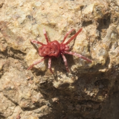 Trombidiidae (family) (Red velvet mite) at Hawker, ACT - 2 Oct 2022 by AlisonMilton