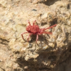 Trombidiidae (family) at Hawker, ACT - 3 Oct 2022