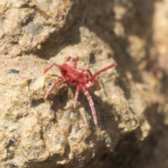 Trombidiidae (family) at Hawker, ACT - 3 Oct 2022 10:04 AM